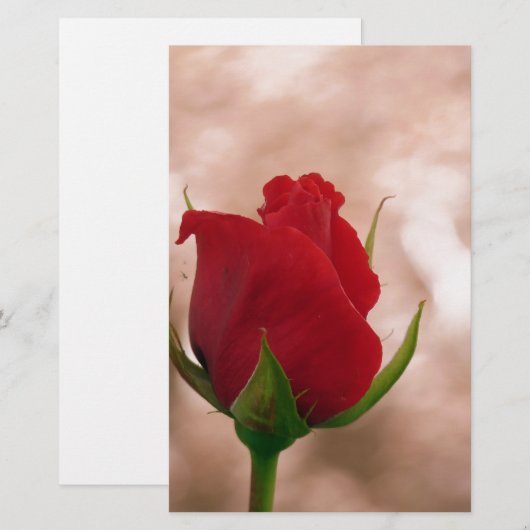 Single Rote Rose Briefpapier (Vorne/Hinten)