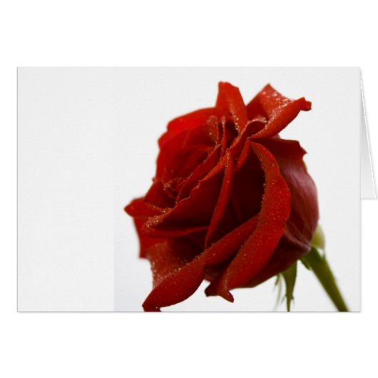Single-Rote Rose mit Tau-Tropfen (Vorderseite (Horizontal))