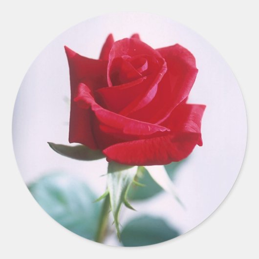 Single-Rote Rose passt Sticker zusammen (Vorderseite)