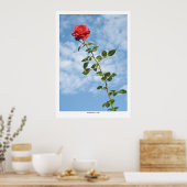 Single Rote Rose Poster (Küche)
