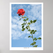Single Rote Rose Poster (Vorne)