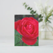 Single rote Rose Postkarte (Stehend Vorderseite)
