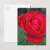 Single rote Rose Postkarte (Vorne/Hinten)