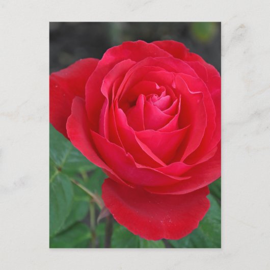Single rote Rose Postkarte (Vorderseite)