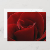 Single Rote Rose Postkarte (Vorne/Hinten)