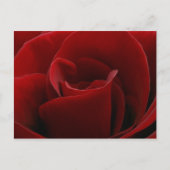 Single Rote Rose Postkarte (Vorderseite)