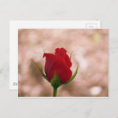 Single Rote Rose Postkarte (Vorne/Hinten)