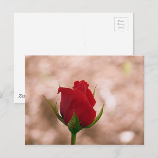 Single Rote Rose Postkarte (Vorne/Hinten)