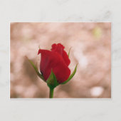 Single Rote Rose Postkarte (Vorderseite)