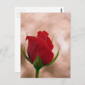 Single Rote Rose Postkarte (Vorne/Hinten)