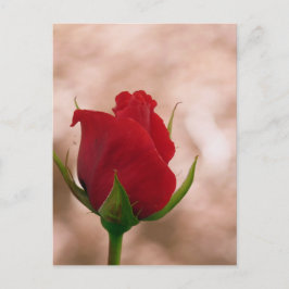Single Rote Rose Postkarte