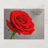 Single Rote Rose Postkarte (Vorderseite)