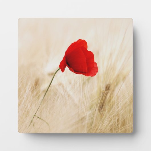 Single Roter Mohn auf einem grasbewachsenen Feld Fotoplatte (Vorderseite)
