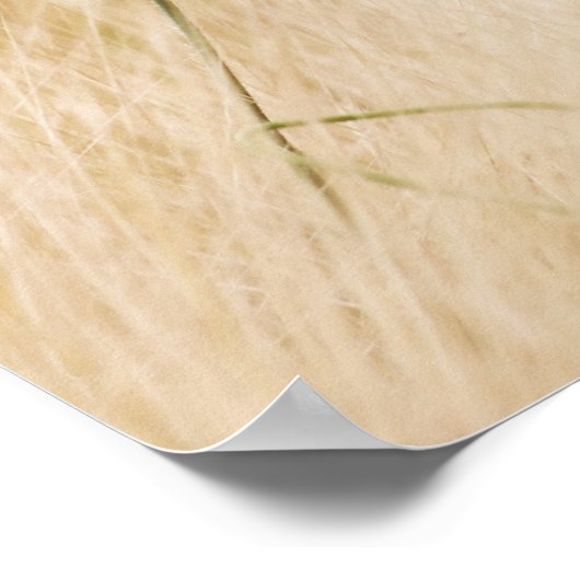 Single Roter Mohn auf einem grasbewachsenen Feld Poster (Ecke)