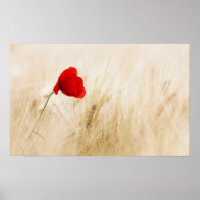 Single Roter Mohn auf einem grasbewachsenen Feld