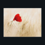 Single Roter Mohn auf einem grasbewachsenen Feld Postkarte<br><div class="desc">Ein sehr schöner Kontrast zwischen einem Single hellroten Mohn,  der allein in einem Feld von weizenfarbenen Gräsern stehend ist.</div>