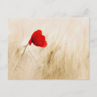 Single Roter Mohn auf einem grasbewachsenen Feld
