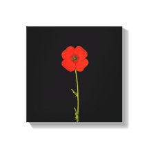 Single Roter Mohn Blume auf der Leinwand