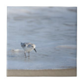 Single Sandpiper walking on beach Fliese (Vorderseite)