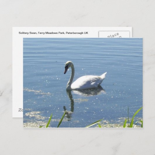 Single-Schwan-Postkarte Postkarte (Vorne/Hinten)