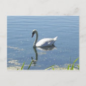 Single-Schwan-Postkarte Postkarte (Vorderseite)