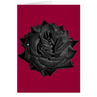 Single-schwarze Rose
