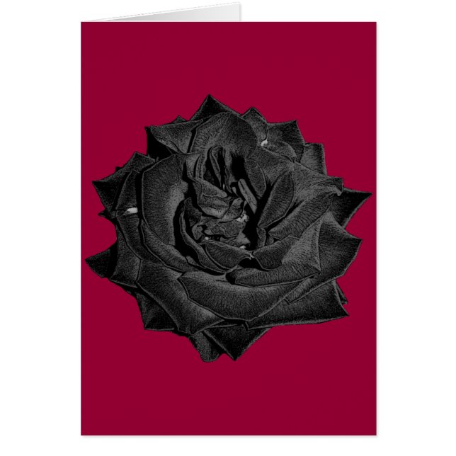 Single-schwarze Rose (Vorne)