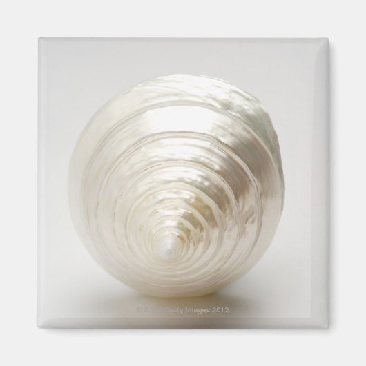 Single Spiralseashell Magnet (Vorne)