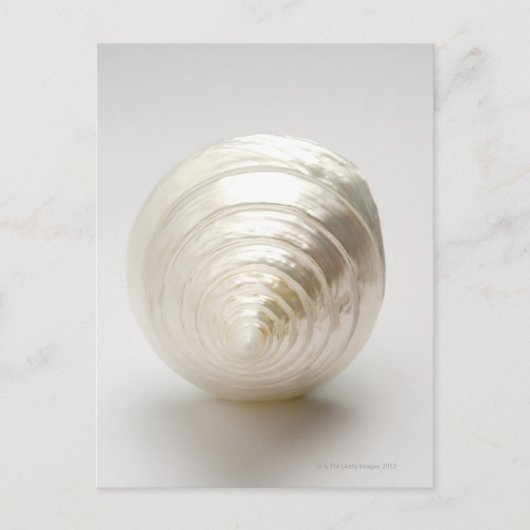Single Spiralseashell Postkarte (Vorderseite)