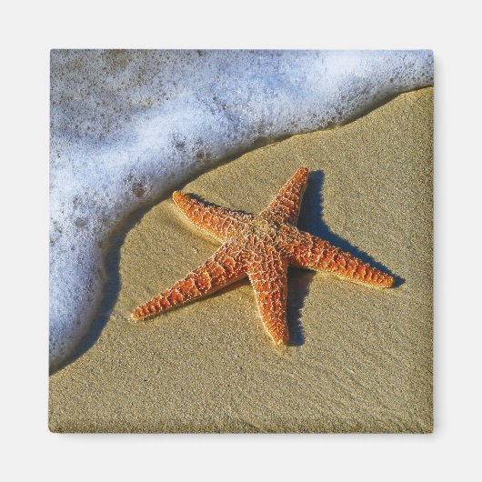 Single Starfish am Strand Magnet (Vorne)