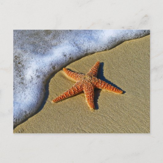 Single Starfish am Strand Postkarte (Vorderseite)