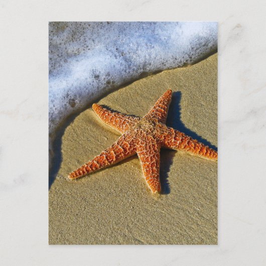 Single Starfish am Strand Postkarte (Vorderseite)