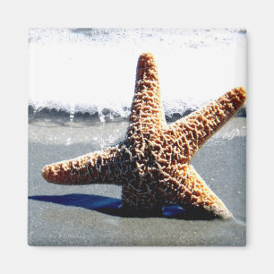 Single Starfish Washed Ashore Magnet