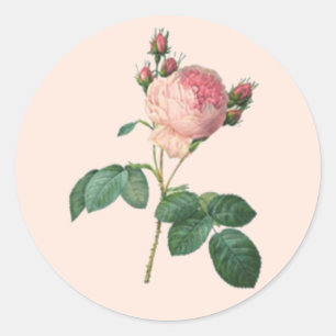 Single Stem English Rose Botanical Runder Aufkleber