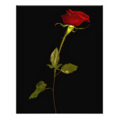 Single Stem Rose Fotodruck (Vorne)