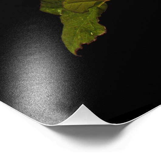 Single Stem Rose Fotodruck (Ecke)