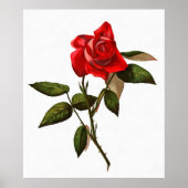 Single Stem Rote Rose Poster (Vorne)