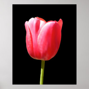 Single Stem Tulip Gemälde Poster