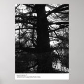 Single Trunk of Large Tree, 1963, von Ansel Adams Poster (Vorne)