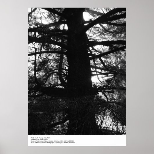 Single Trunk of Large Tree, 1963, von Ansel Adams Poster (Vorne)
