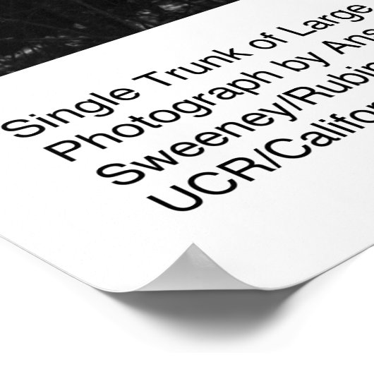 Single Trunk of Large Tree, 1963, von Ansel Adams Poster (Ecke)