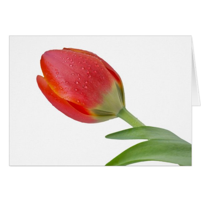Single Tulip (Vorderseite (Horizontal))