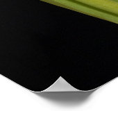 Single Tulpe auf schwarzem Hintergrund Poster (Ecke)