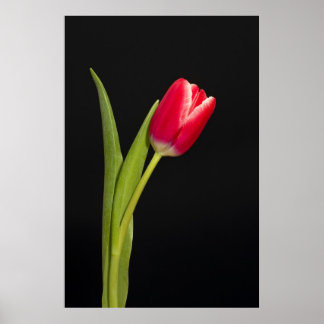 Single Tulpe auf schwarzem Hintergrund Poster