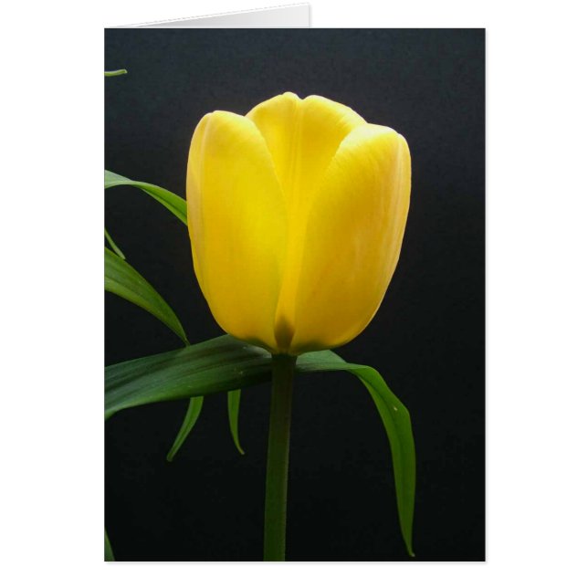 Single Tulpengelb Blume (Vorne)