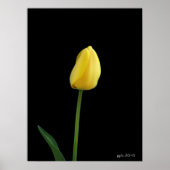 Single Tulpengelb Blume Poster (Vorne)