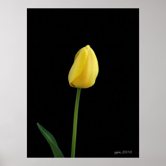 Single Tulpengelb Blume Poster (Vorne)