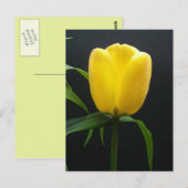 Single Tulpengelb Blume Postkarte (Vorne/Hinten)
