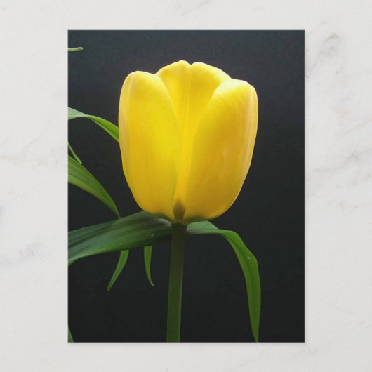 Single Tulpengelb Blume Postkarte (Vorderseite)
