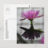 Single Wasserlilie Postkarte (Vorne/Hinten)
